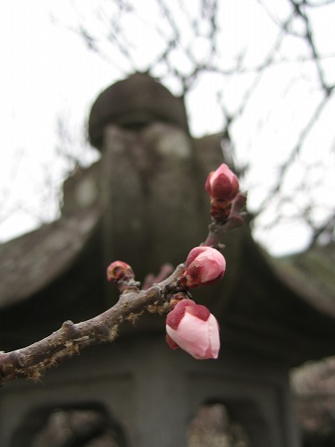 高伝寺墓所14