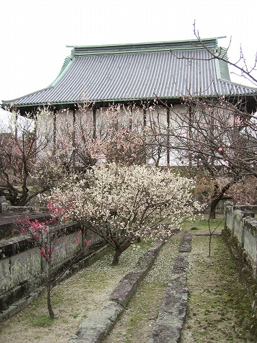 高伝寺墓所17