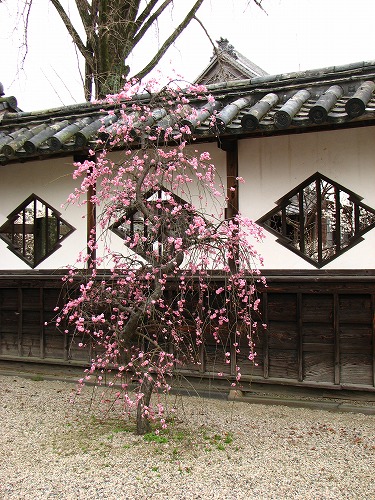 高伝寺山門21