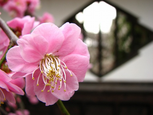 高伝寺山門8