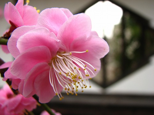 高伝寺山門15