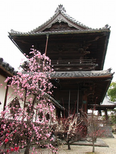 高伝寺山門6