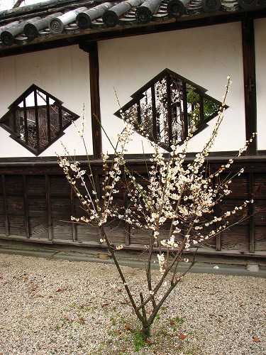 高伝寺山門19