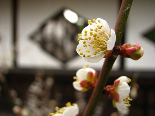 高伝寺山門13