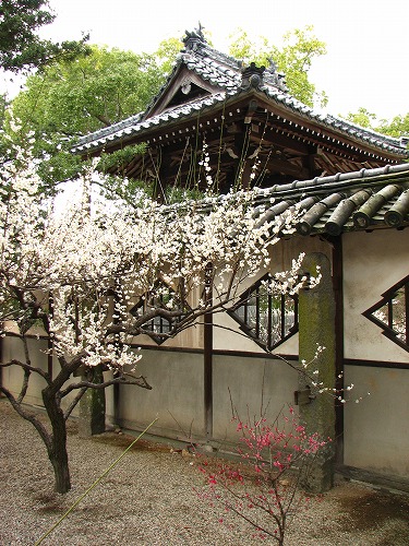 高伝寺山門20