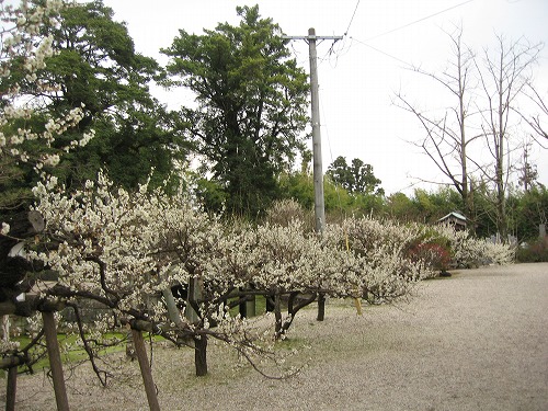 高伝寺9