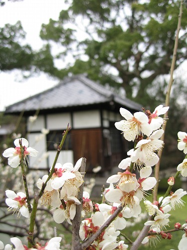高伝寺3