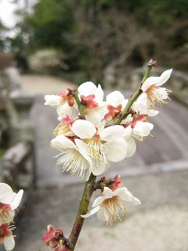 高伝寺7
