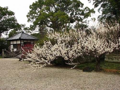 高伝寺2
