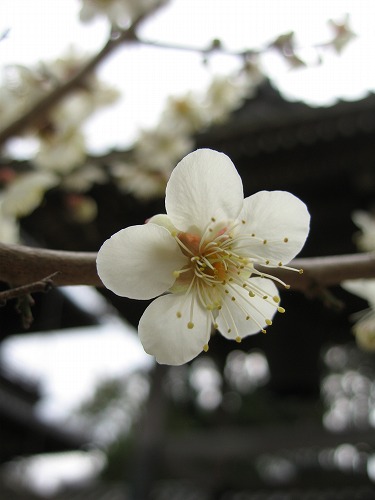 高伝寺鐘楼5