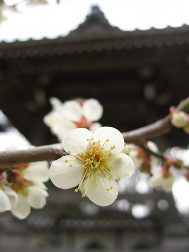 高伝寺鐘楼4