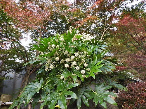 十可苑4