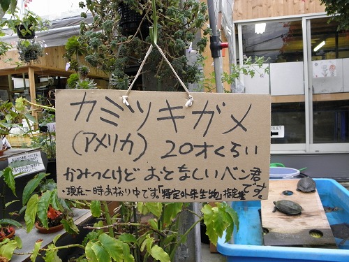 ぽんぽこ村22