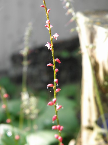 近松寺13