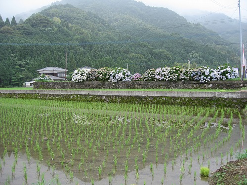 見帰りの滝1