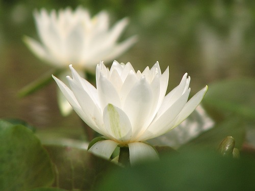 蓮9