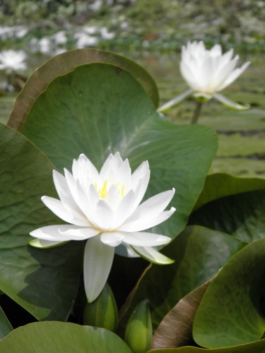 蓮11