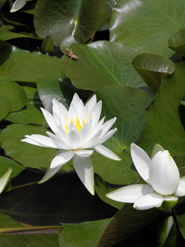 蓮12