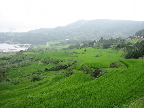 大浦棚田2