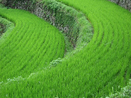 大浦棚田6