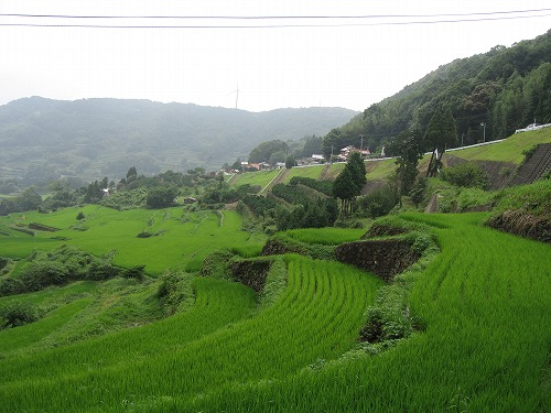 大浦棚田7