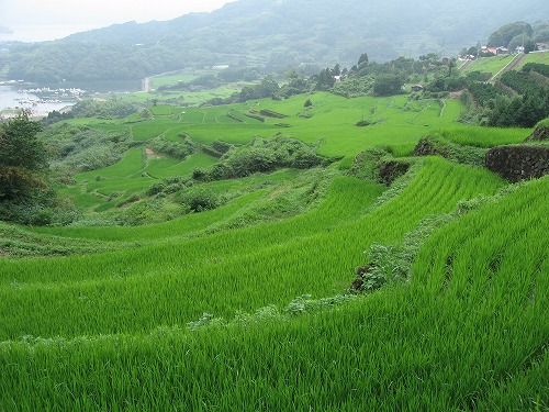 大浦棚田9