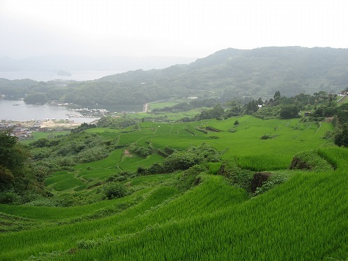 大浦棚田10