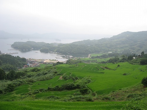 大浦棚田11