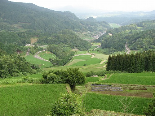 蕨野棚田2