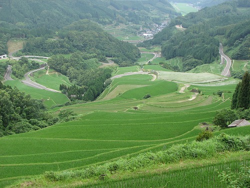 蕨野棚田4