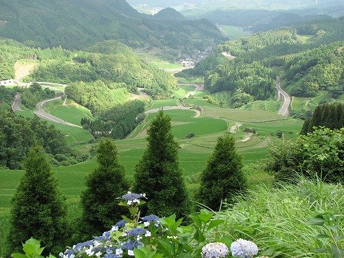 蕨野棚田6