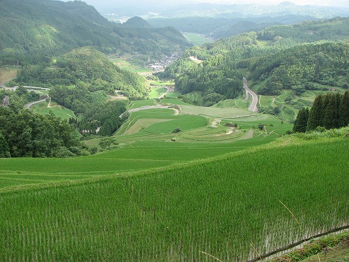 蕨野棚田8
