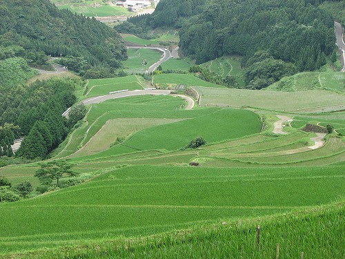蕨野棚田9