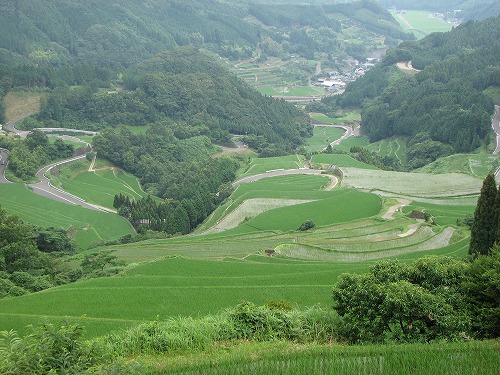 蕨野棚田12