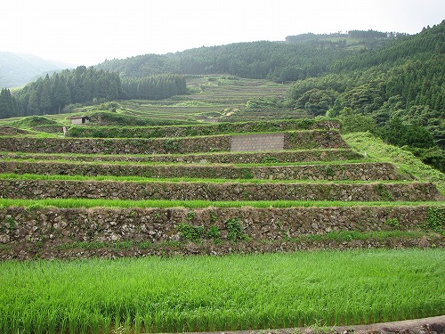 蕨野棚田16