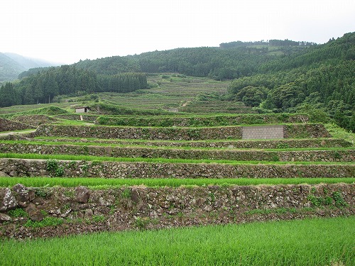 蕨野棚田17
