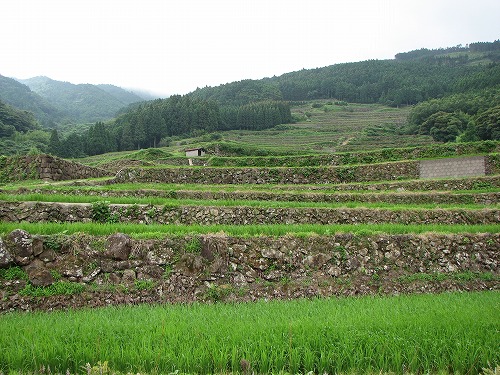 蕨野棚田18