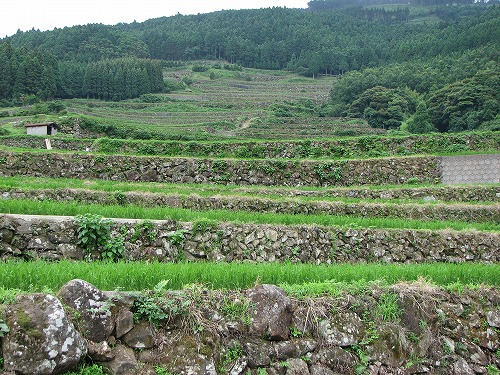 蕨野棚田21