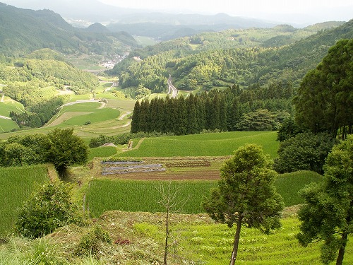 蕨野棚田38