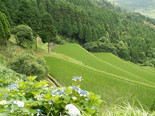 蕨野棚田35