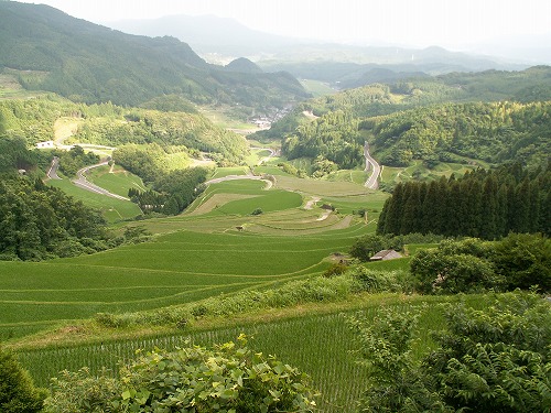 蕨野棚田33