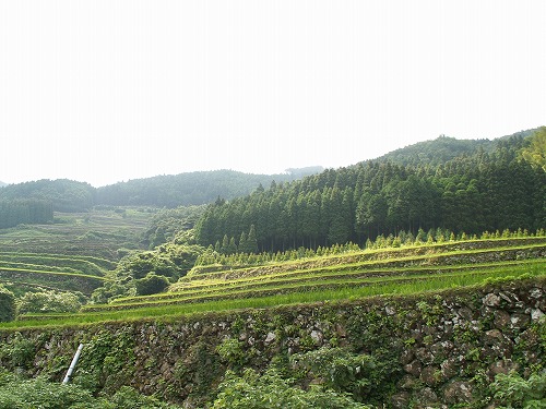 蕨野棚田20