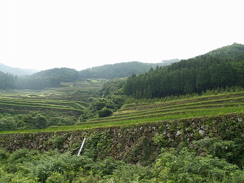 蕨野棚田21
