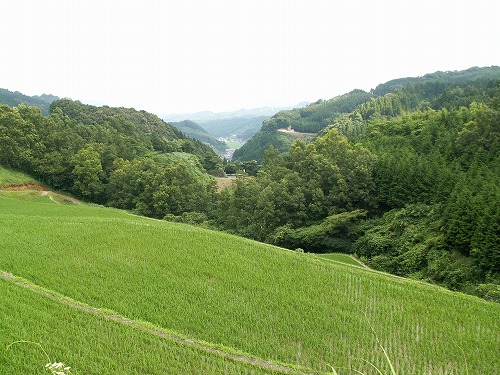 蕨野棚田22
