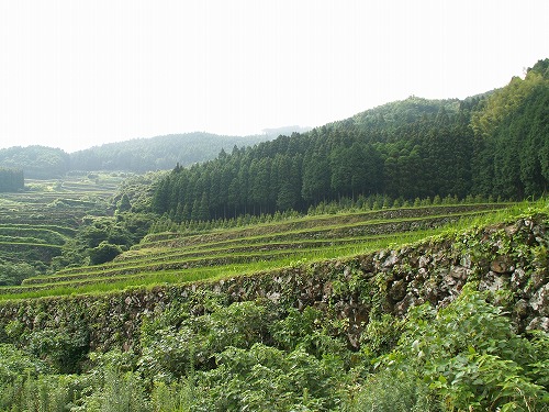 蕨野棚田24