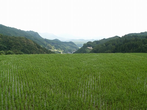 蕨野棚田26