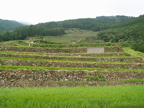 蕨野棚田29