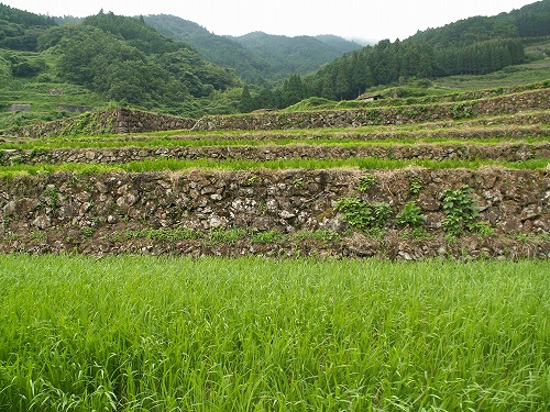 蕨野棚田30