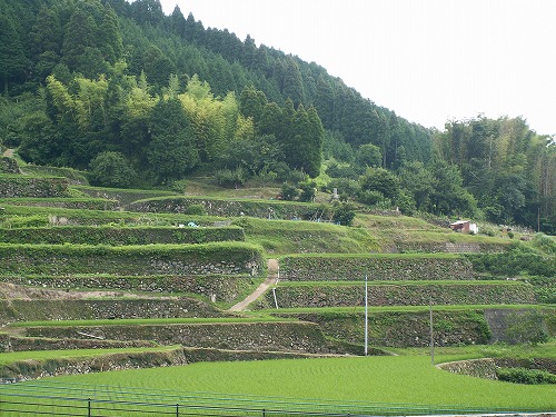 蕨野棚田31