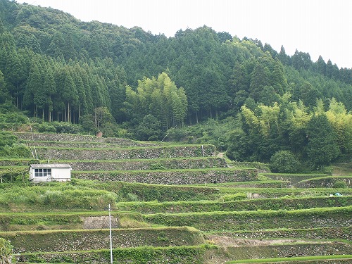 蕨野棚田32